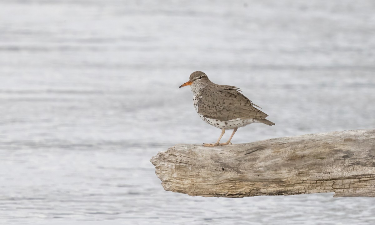 Spotted Sandpiper - ML620285875