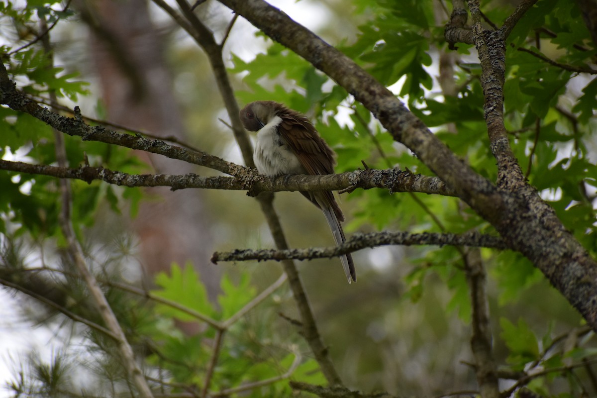 Black-billed Cuckoo - ML620285877