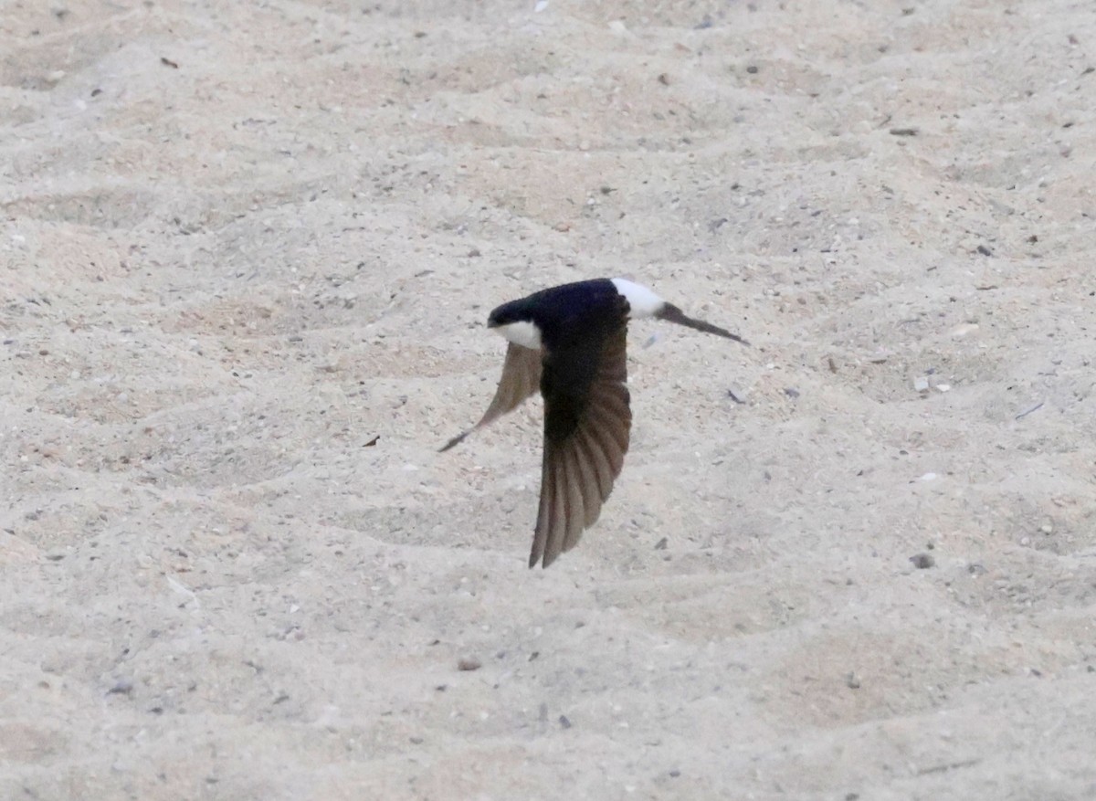 Western House-Martin - ML620285882