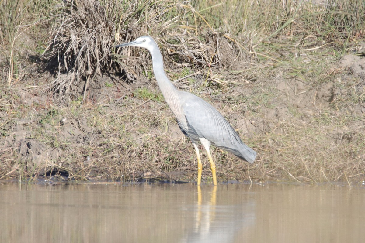 White-faced Heron - ML620285884