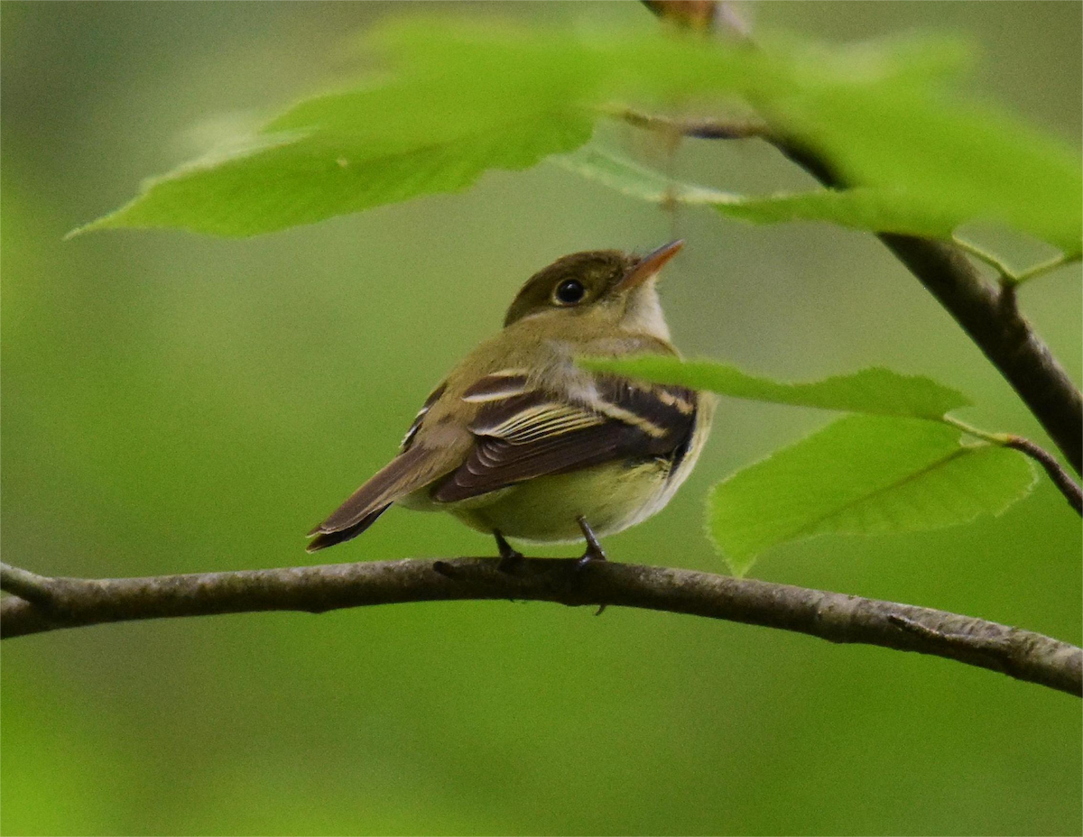 Acadian Flycatcher - ML620285889