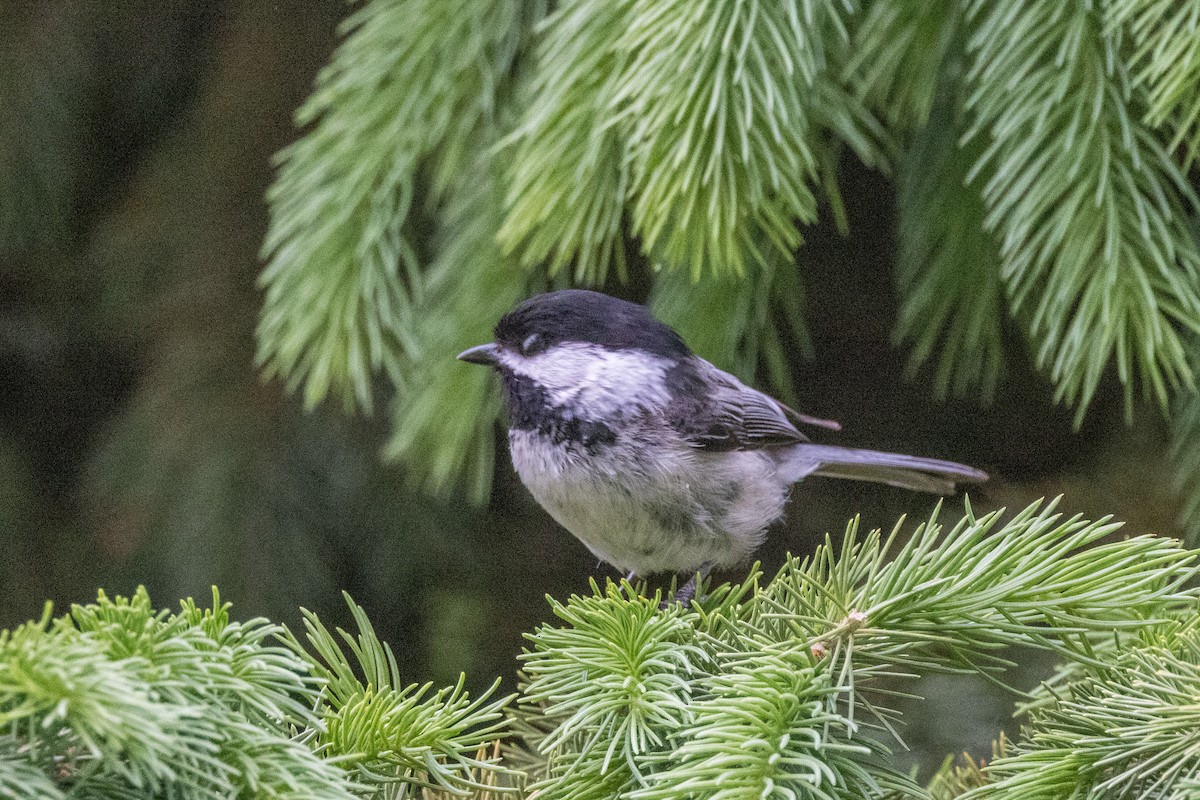 Mésange à tête noire - ML620285893