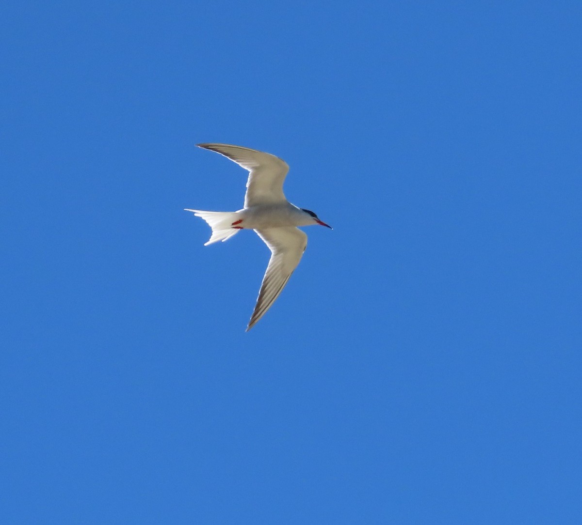 Common Tern - Trish Pastuszak