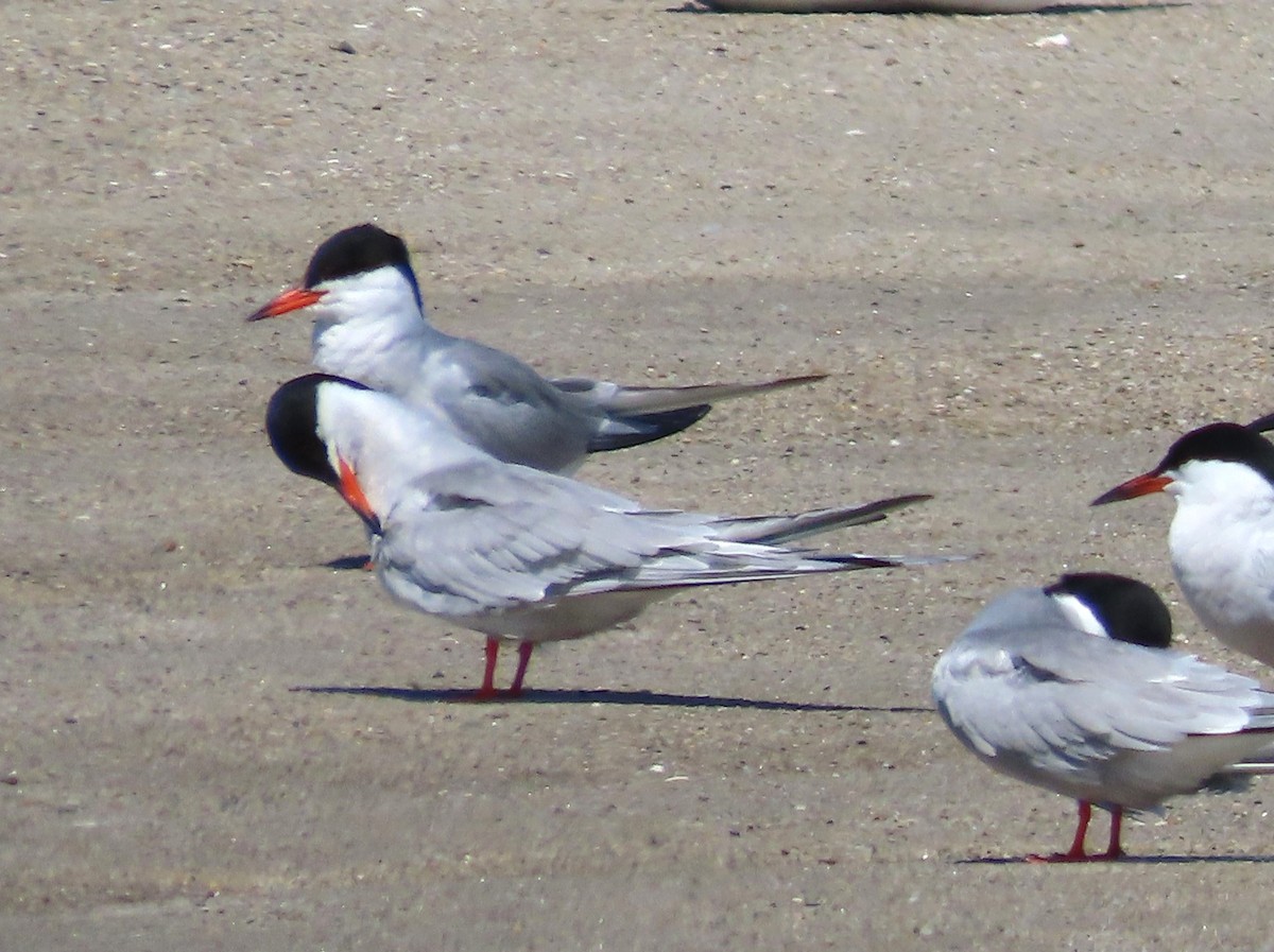 Common Tern - ML620285899