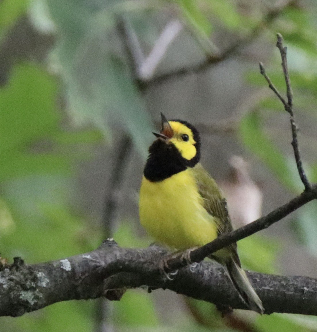 Hooded Warbler - Regina Miller