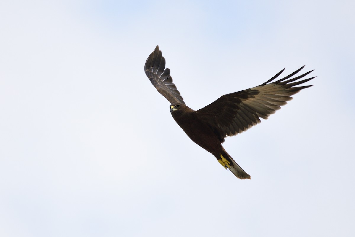 Swamp Harrier - Ken Crawley