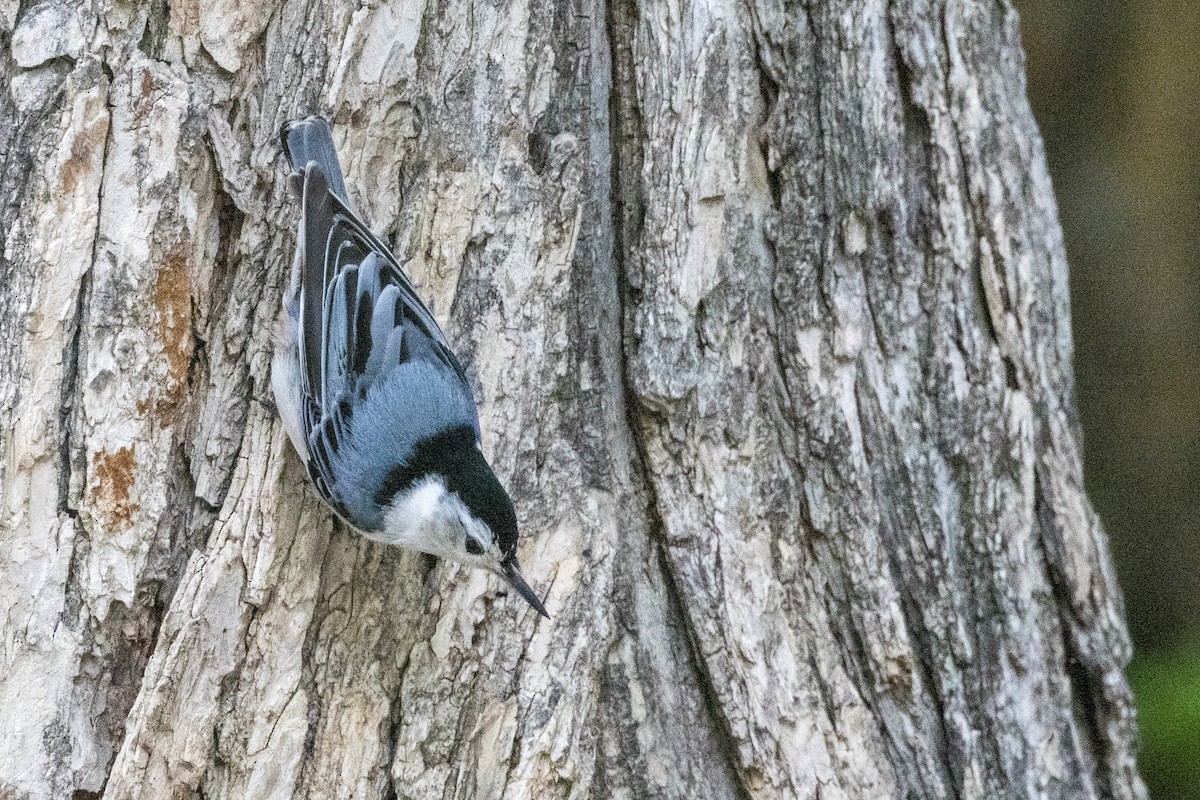 White-breasted Nuthatch - ML620285908