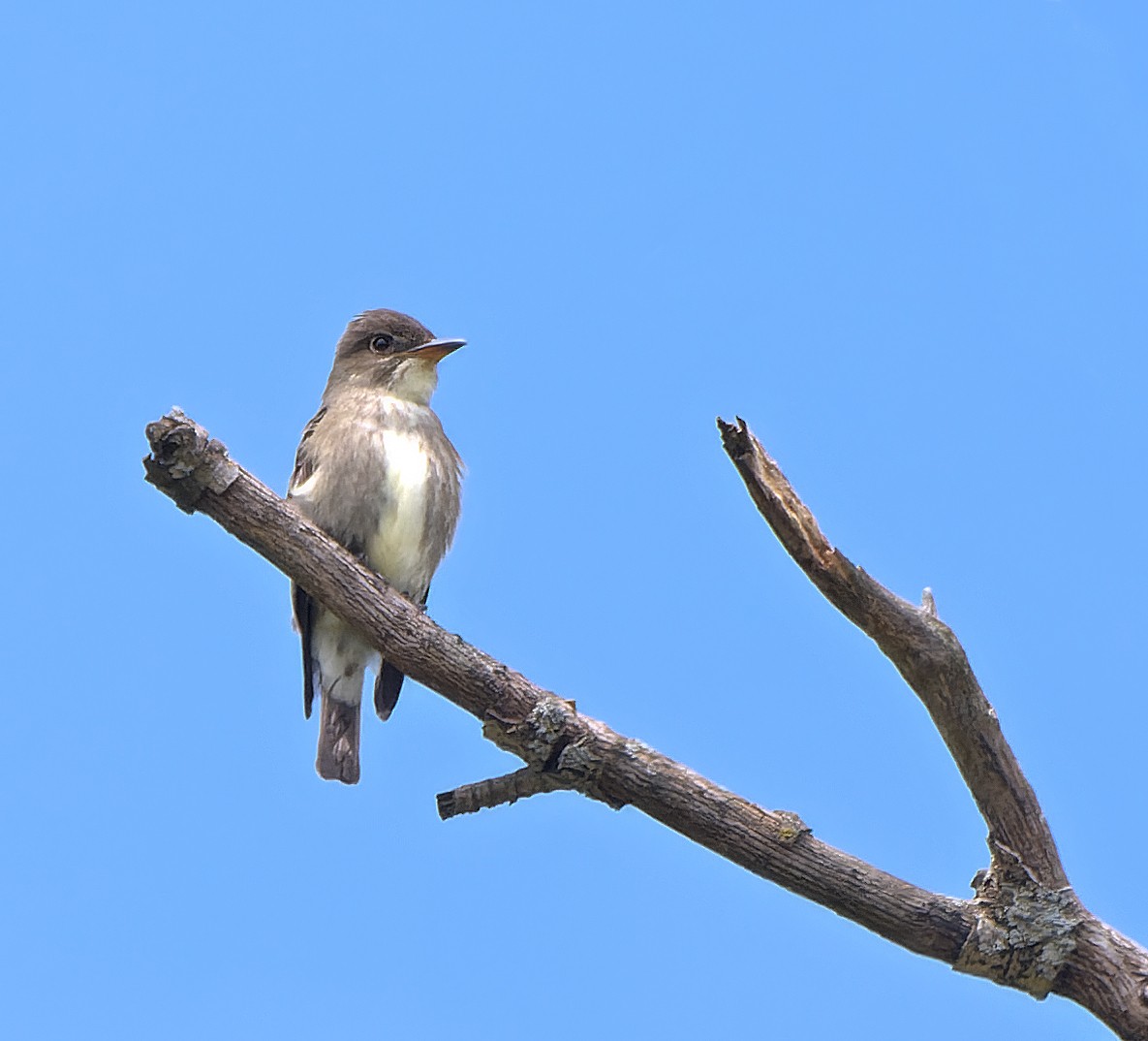 Olive-sided Flycatcher - ML620285909