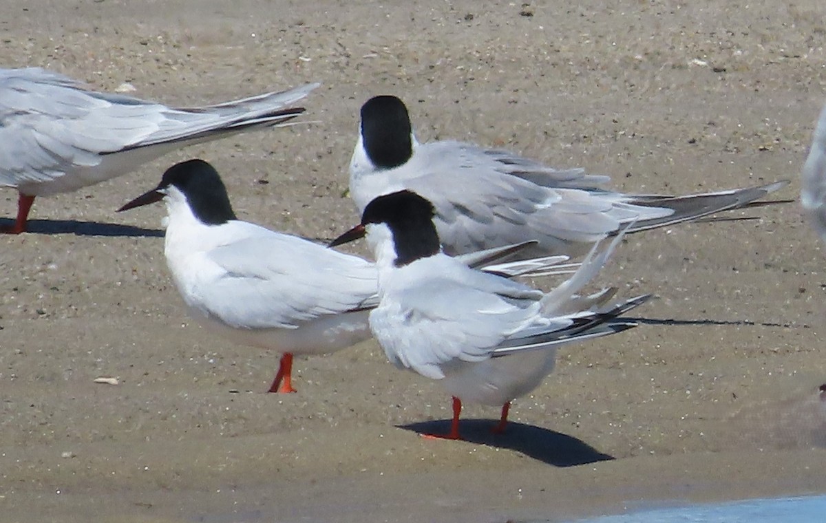 Roseate Tern - ML620285916