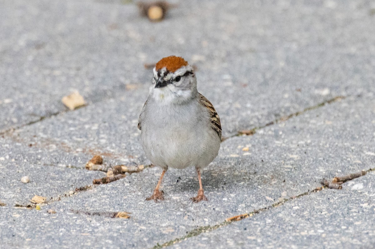 Chipping Sparrow - ML620285919