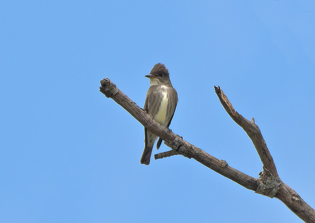 Olive-sided Flycatcher - ML620285931