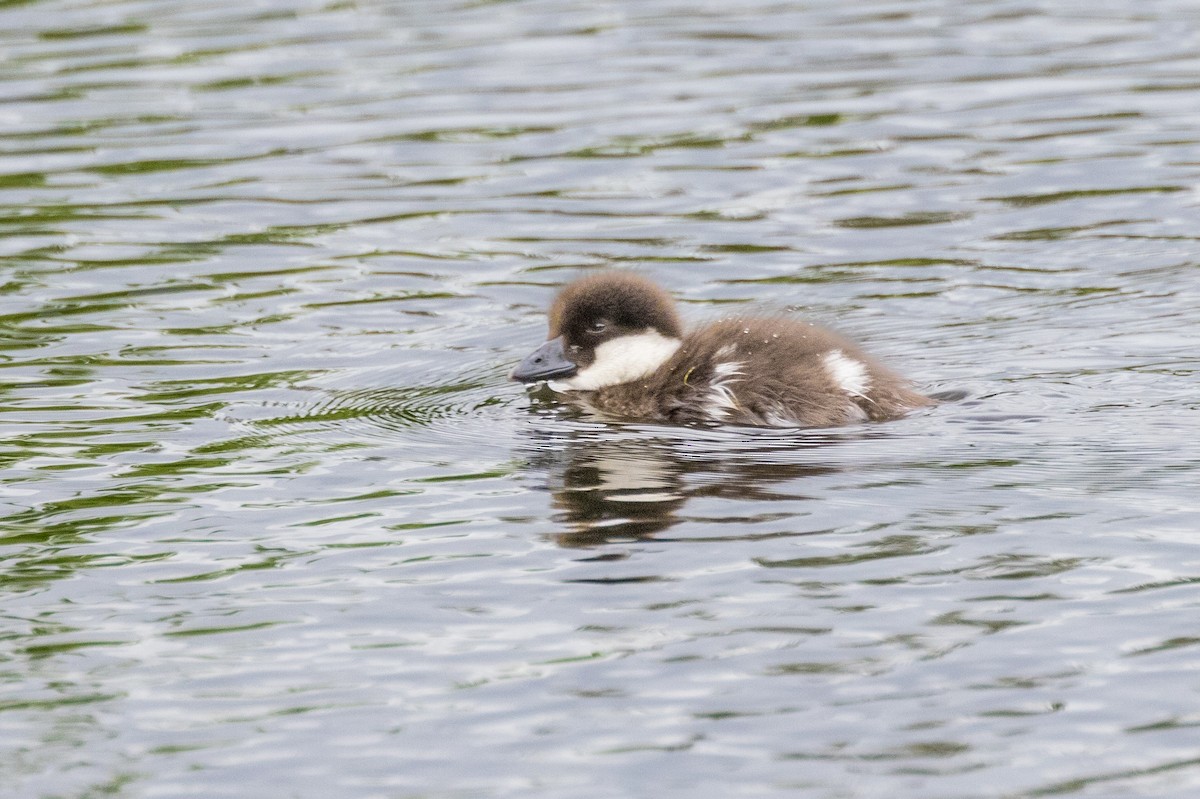 Common Goldeneye - ML620285932