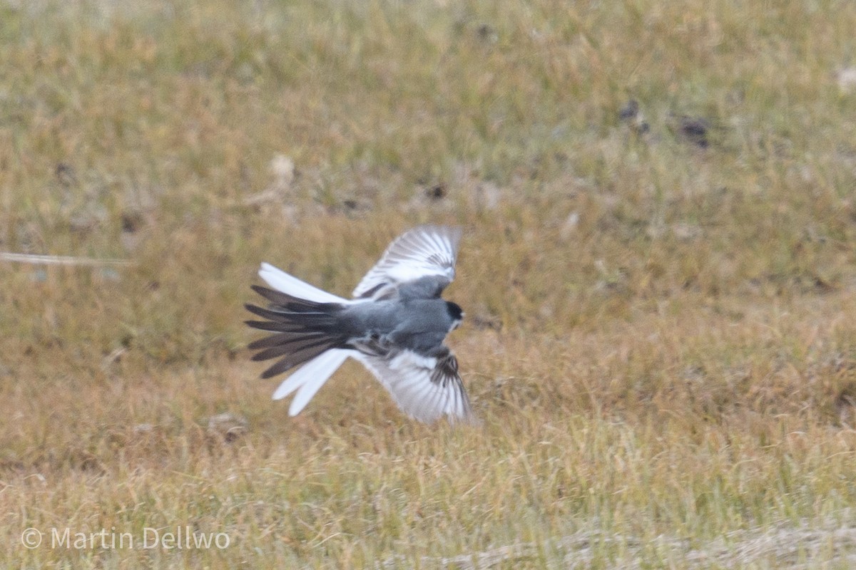 White Wagtail - ML620285939