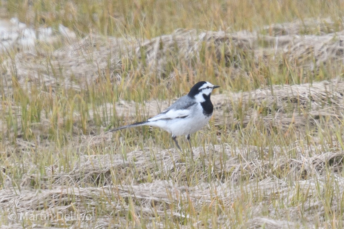 White Wagtail - ML620285940