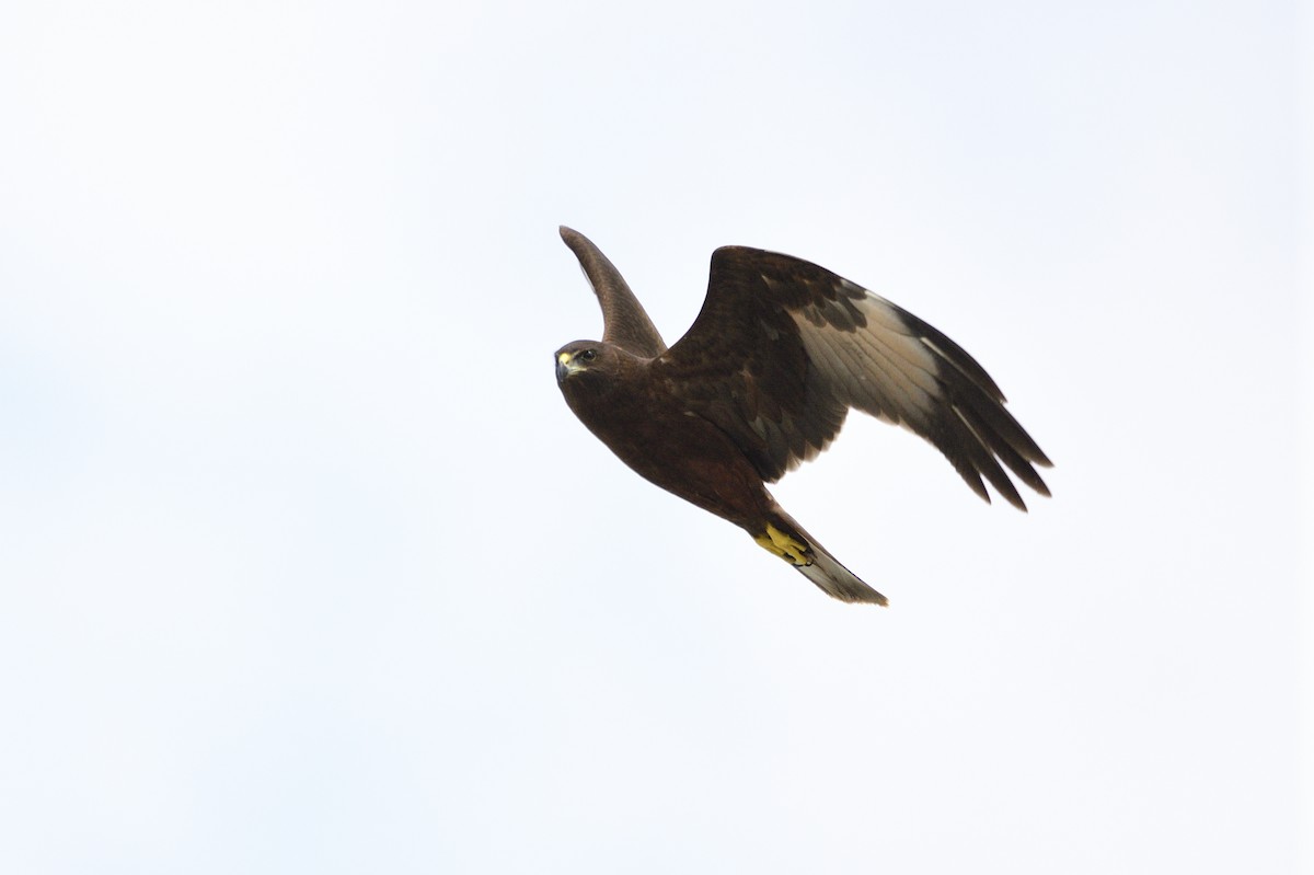 Swamp Harrier - Ken Crawley