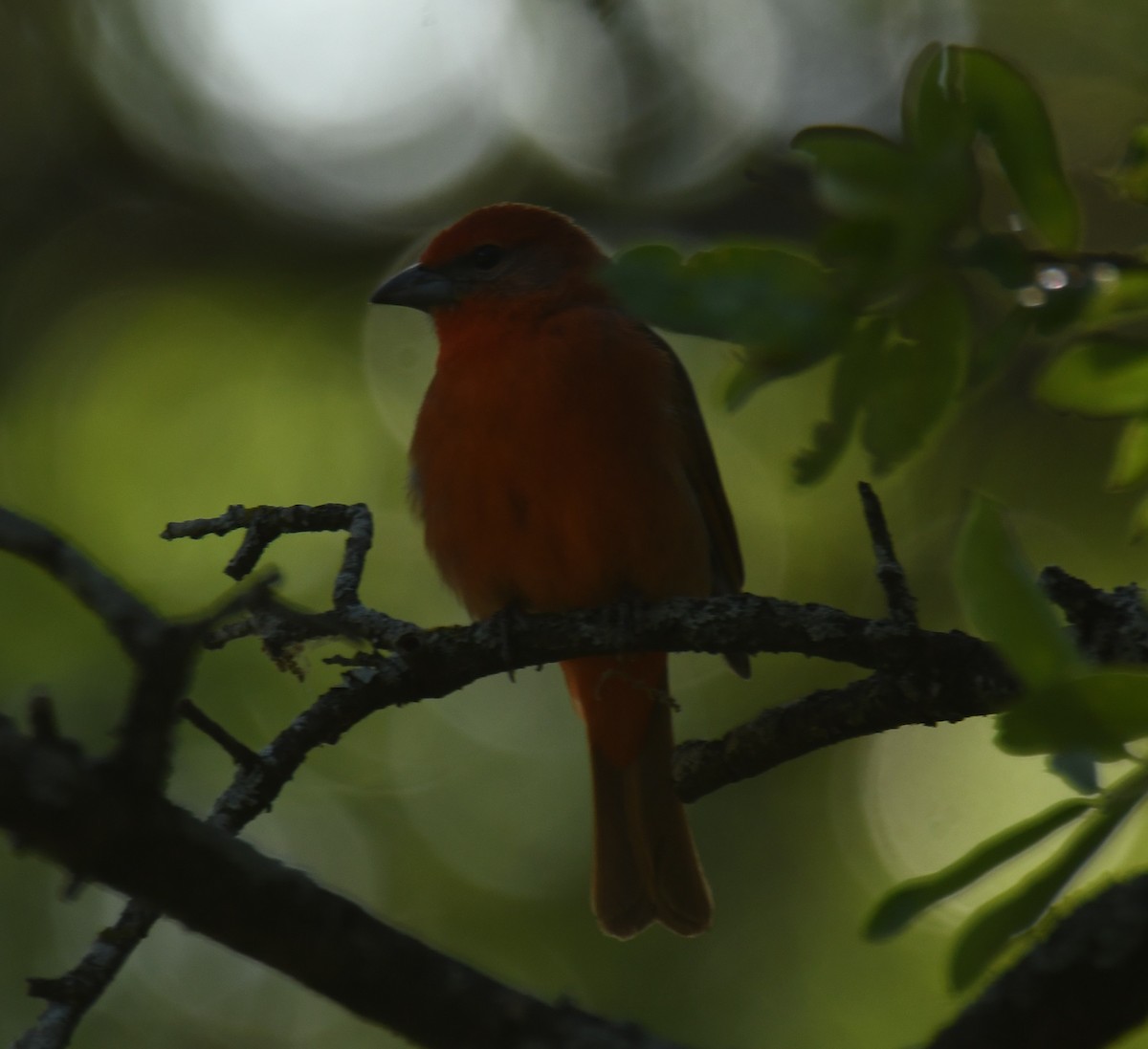 Hepatic Tanager - ML620285949