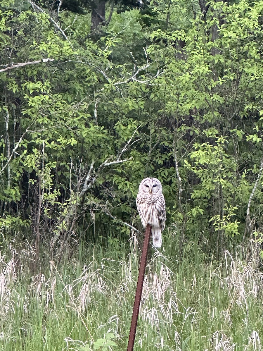 Barred Owl - ML620285957