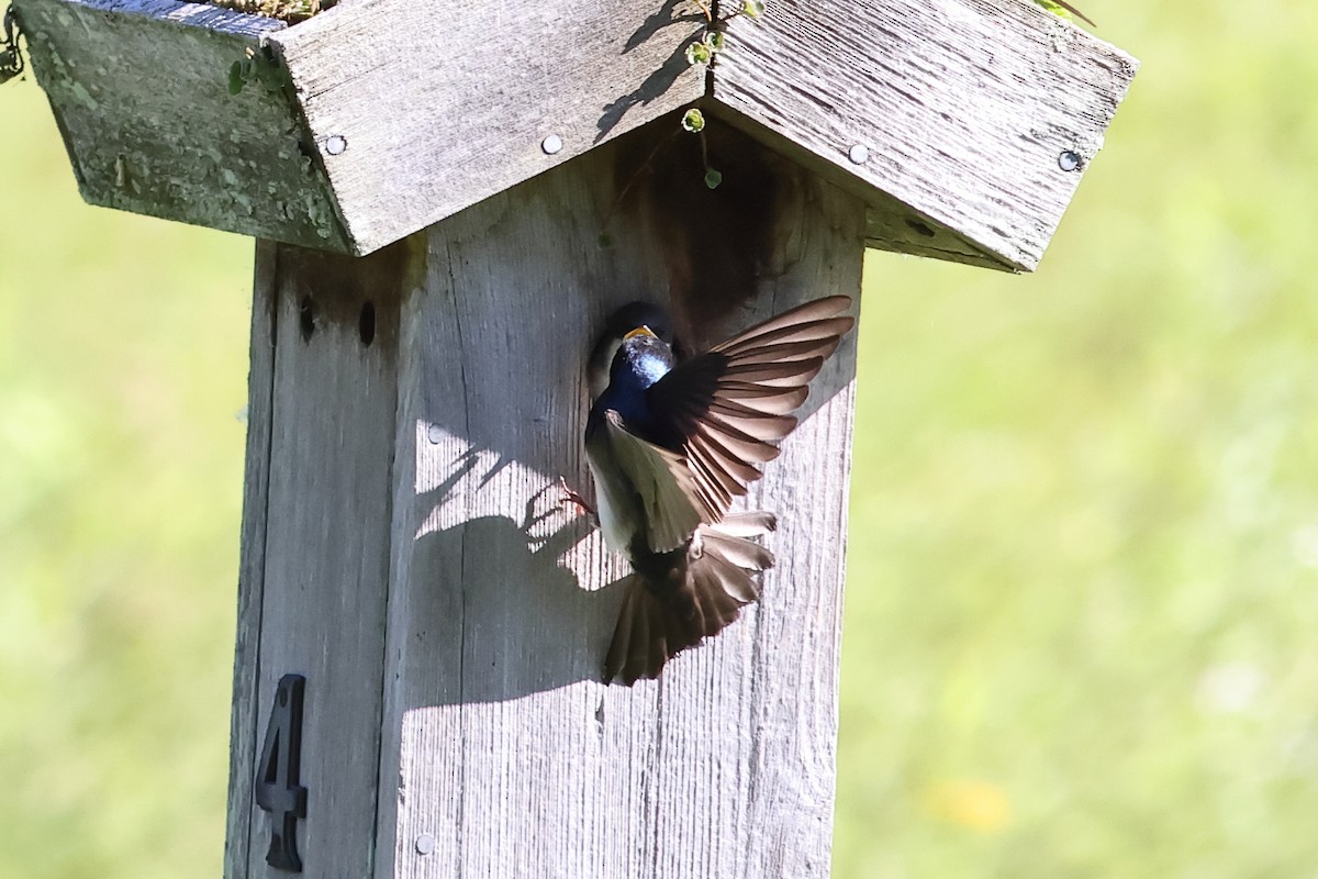 Tree Swallow - ML620285960