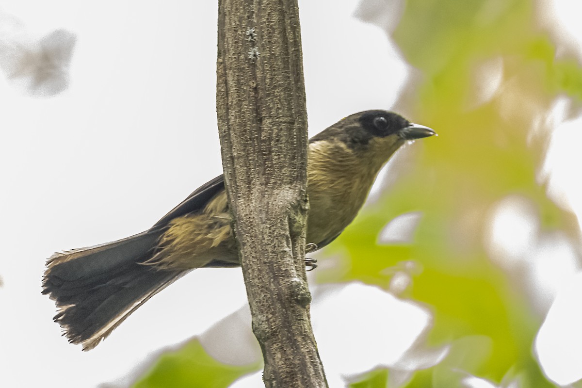 Black-goggled Tanager - ML620285963