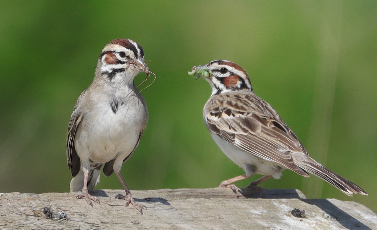 Lark Sparrow - ML620285966