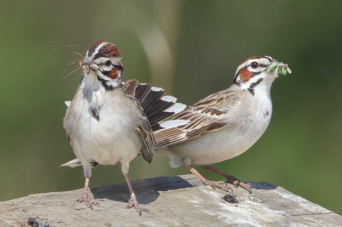 Lark Sparrow - ML620285967