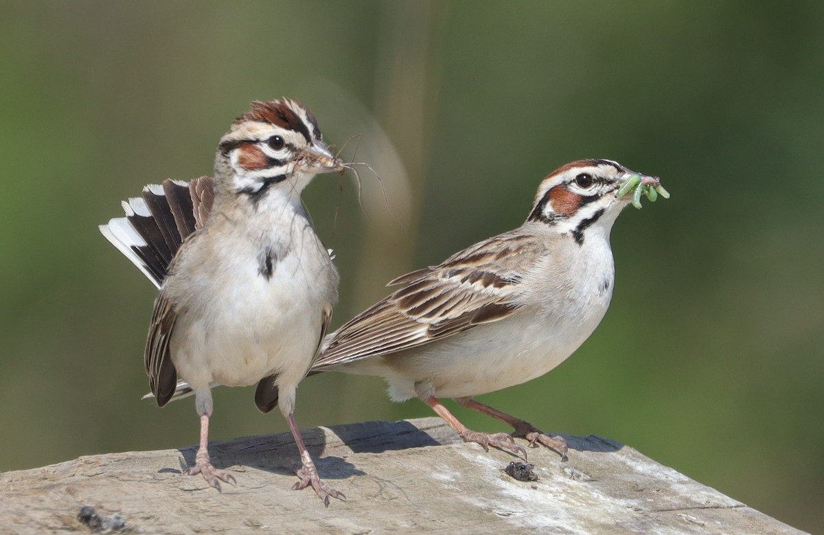 Lark Sparrow - ML620285968