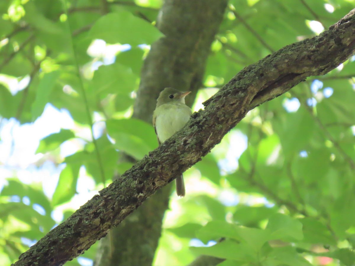 Acadian Flycatcher - ML620285969