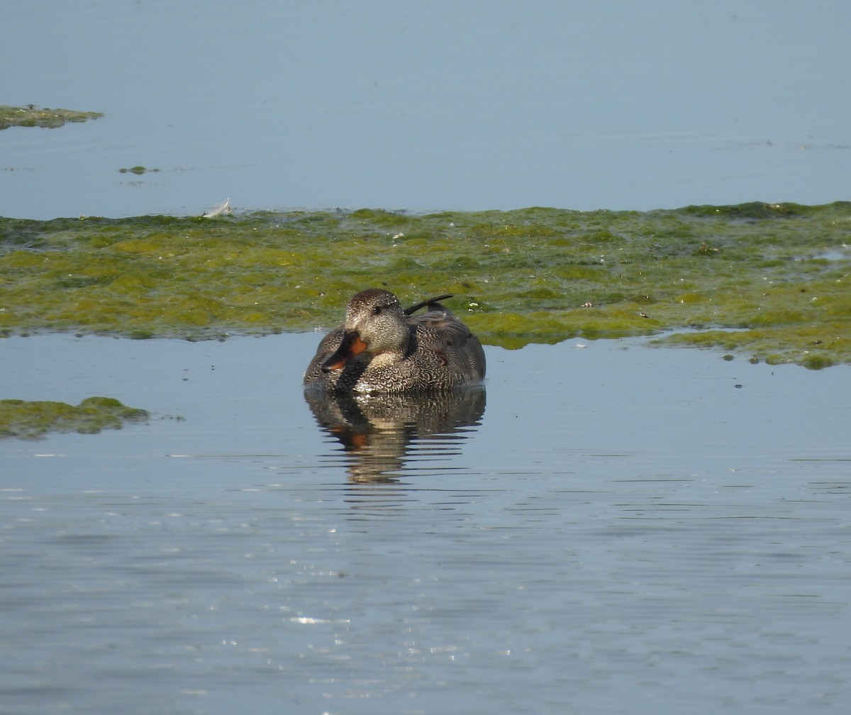 Gadwall - ML620285972