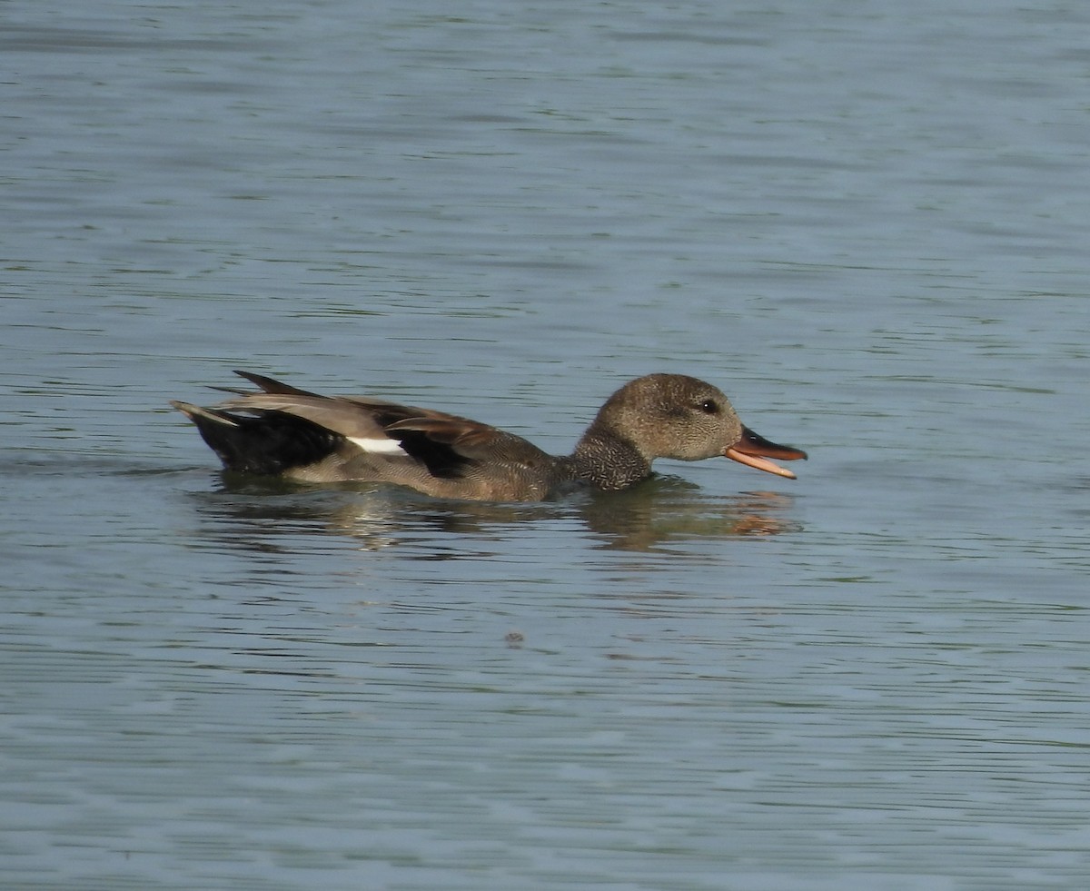 Gadwall - ML620285973