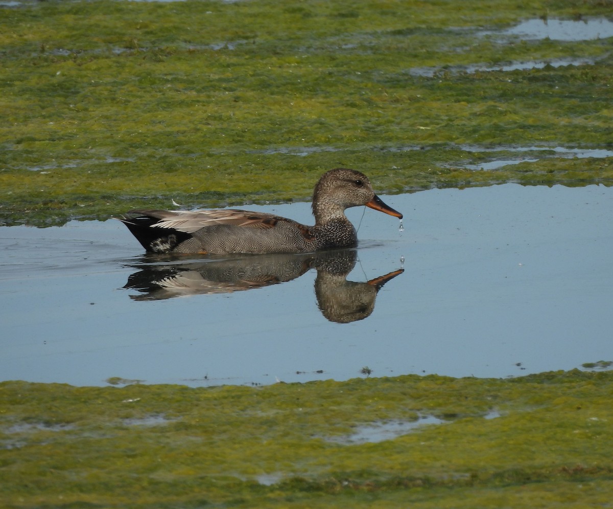 Gadwall - ML620285976