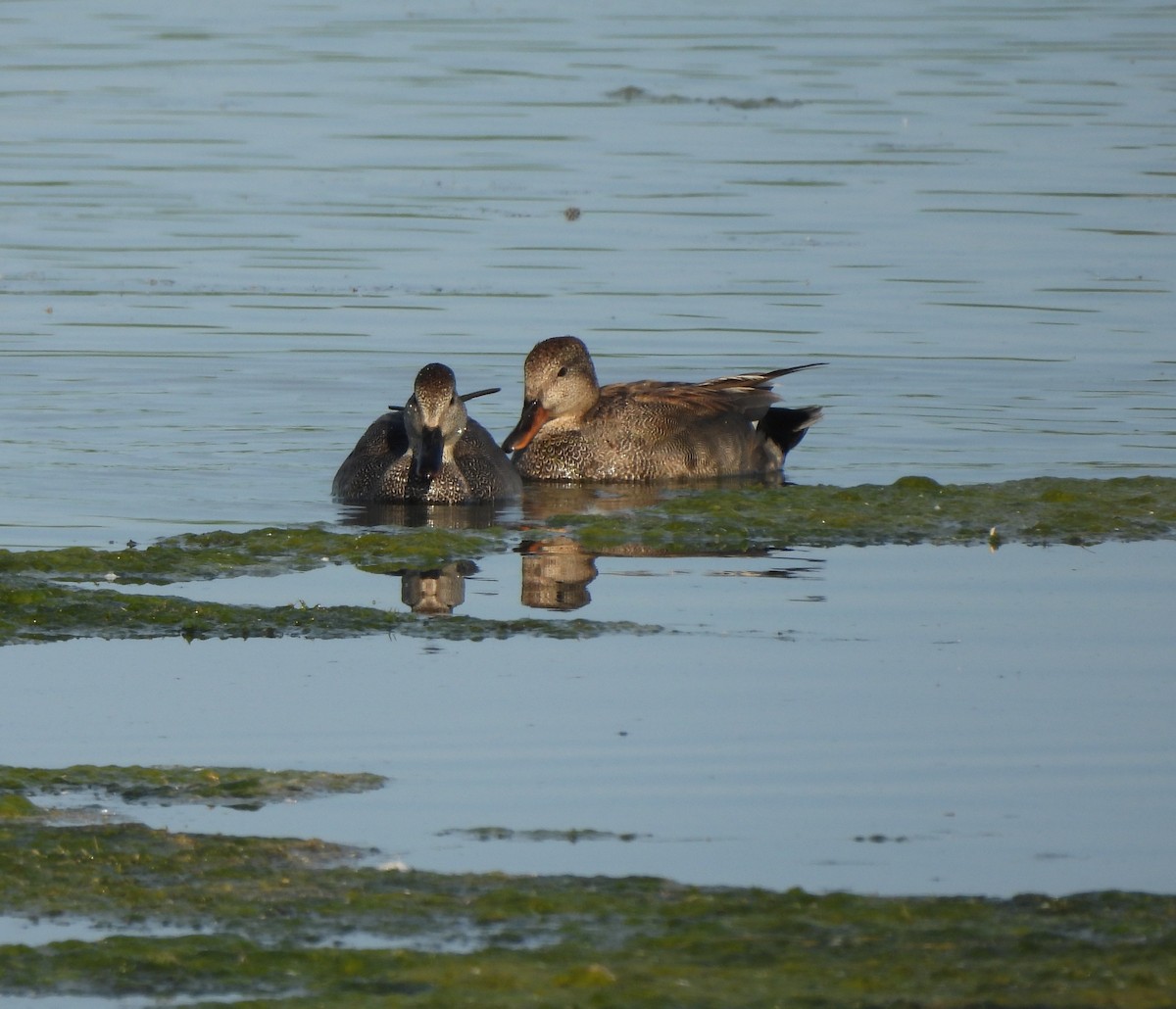 Gadwall - ML620285977