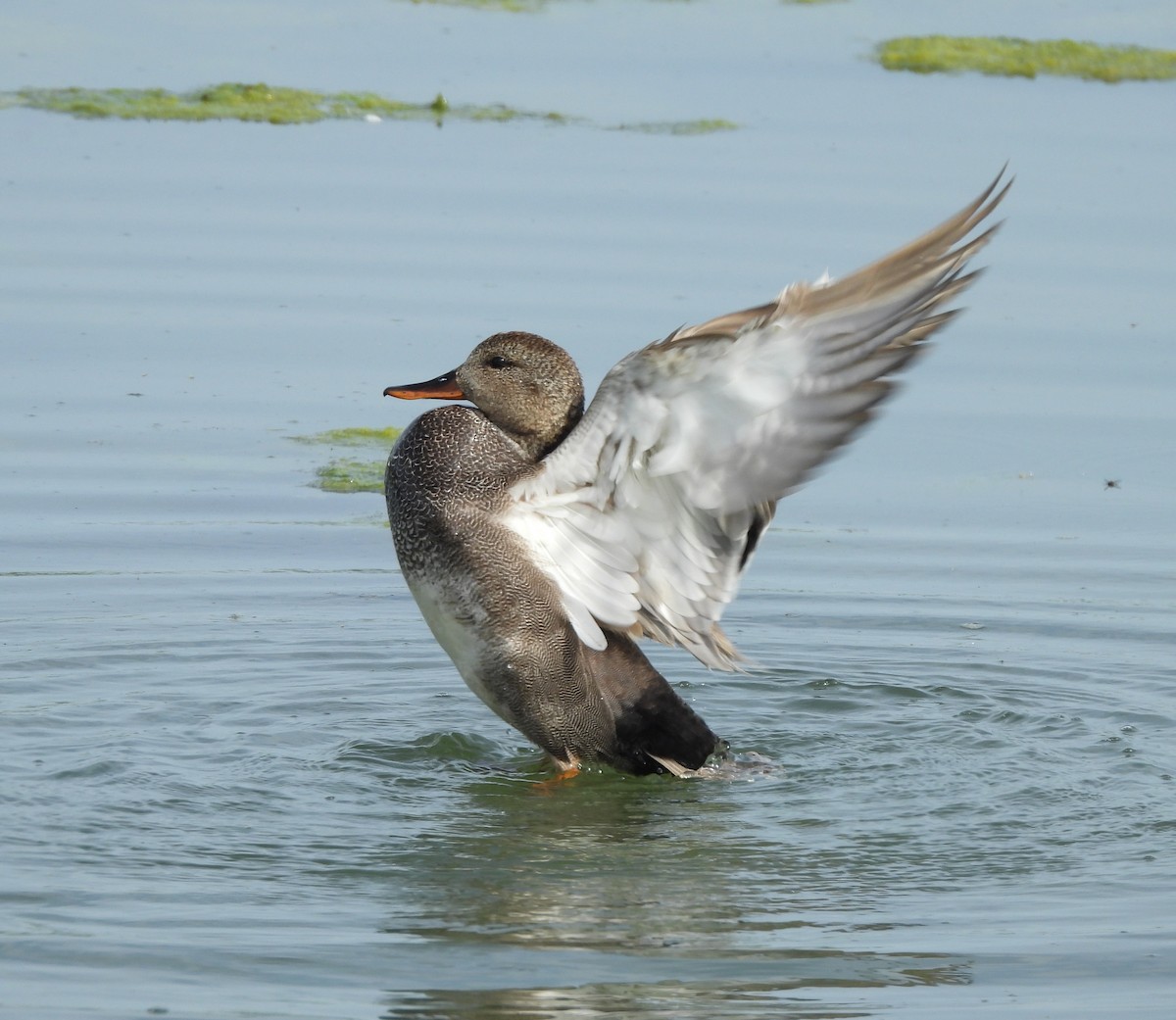 Gadwall - ML620285981