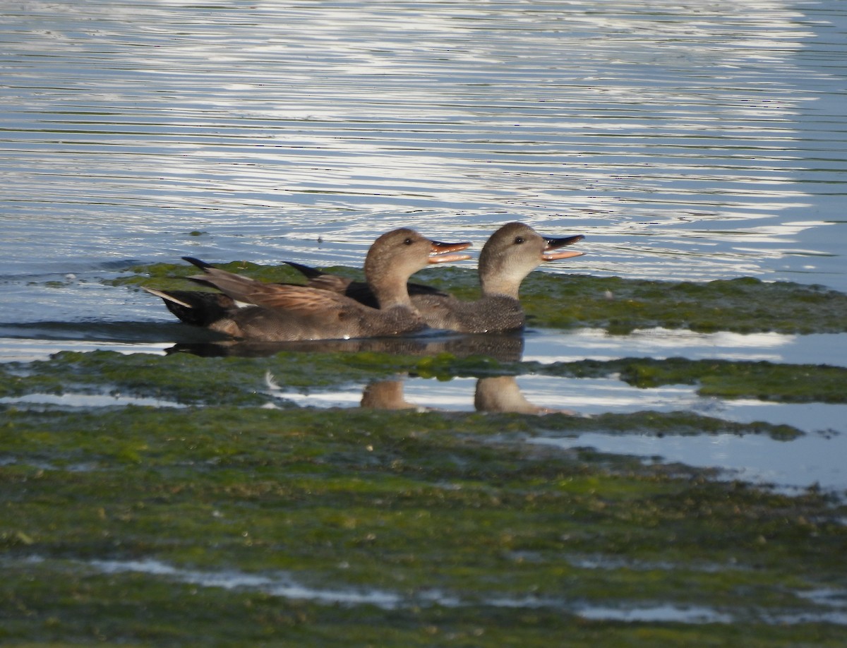 Gadwall - ML620285986