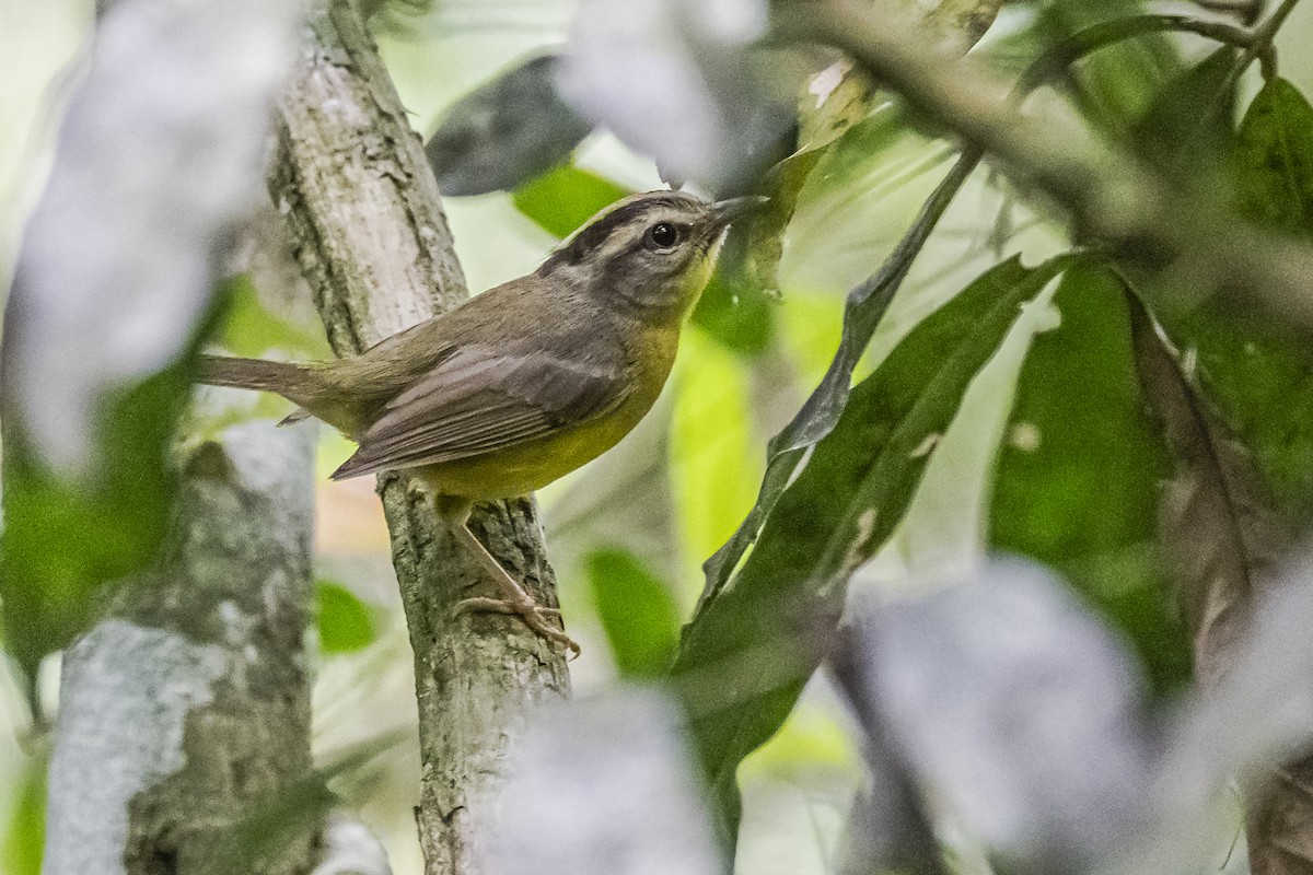 Golden-crowned Warbler - ML620285987