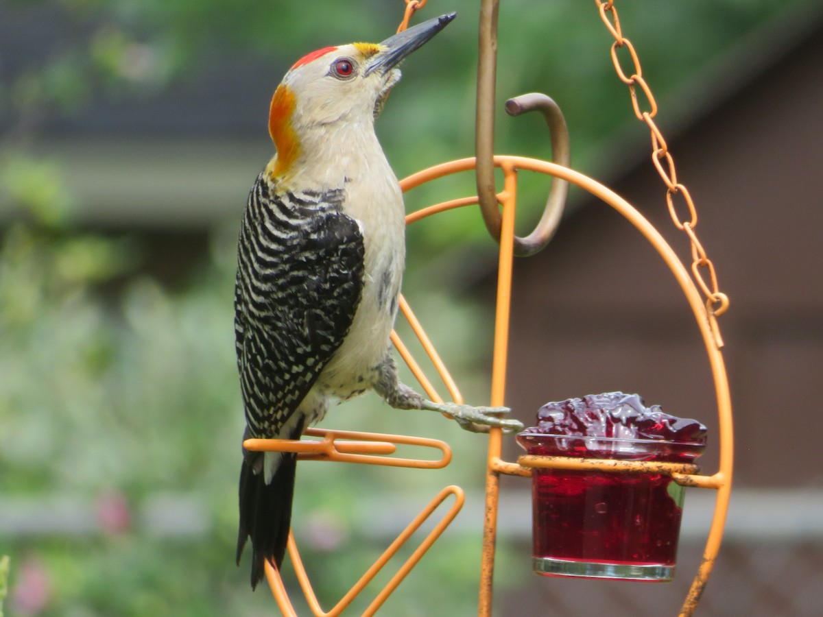 Golden-fronted Woodpecker - ML620285990