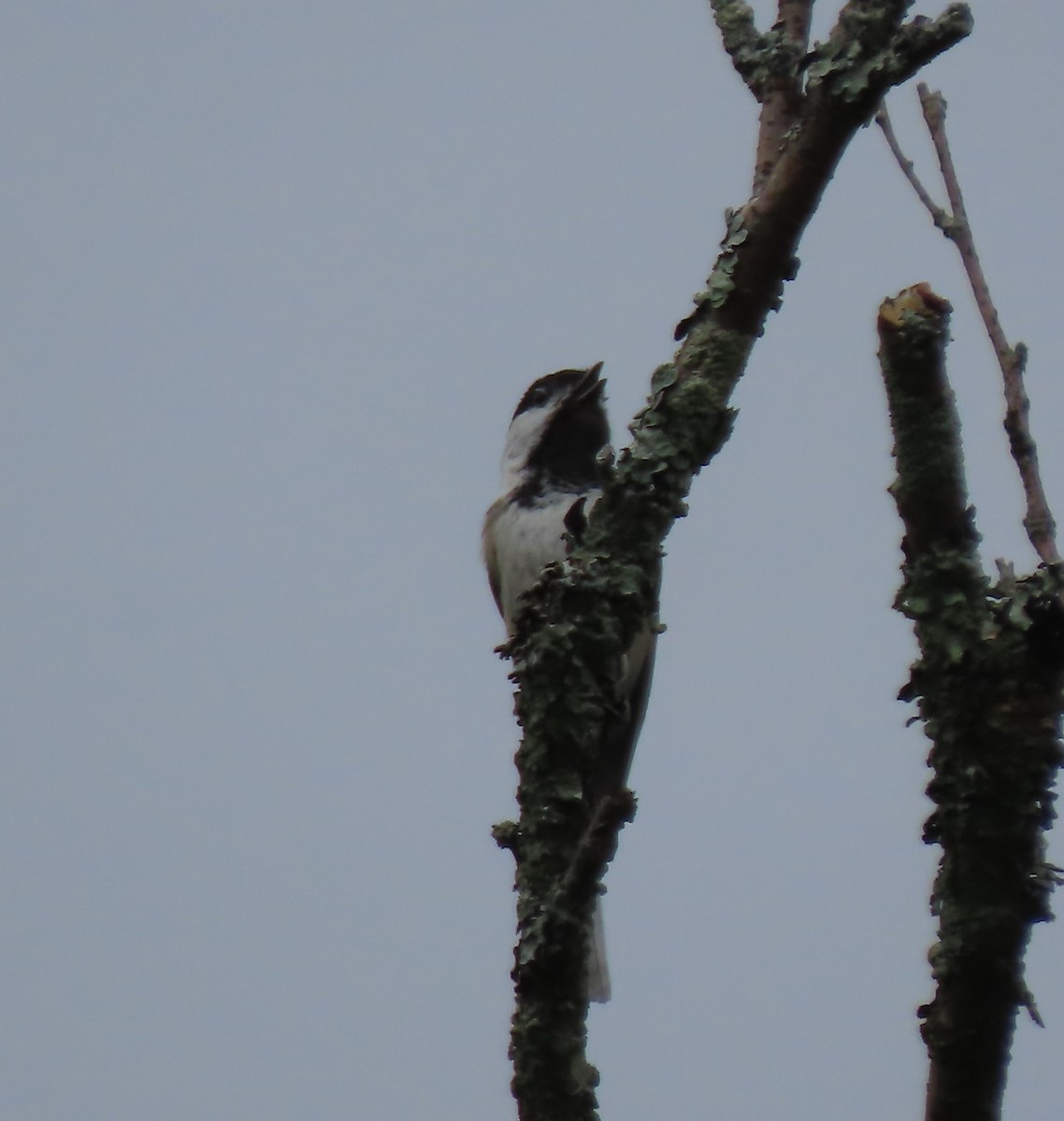 Black-capped Chickadee - ML620285991