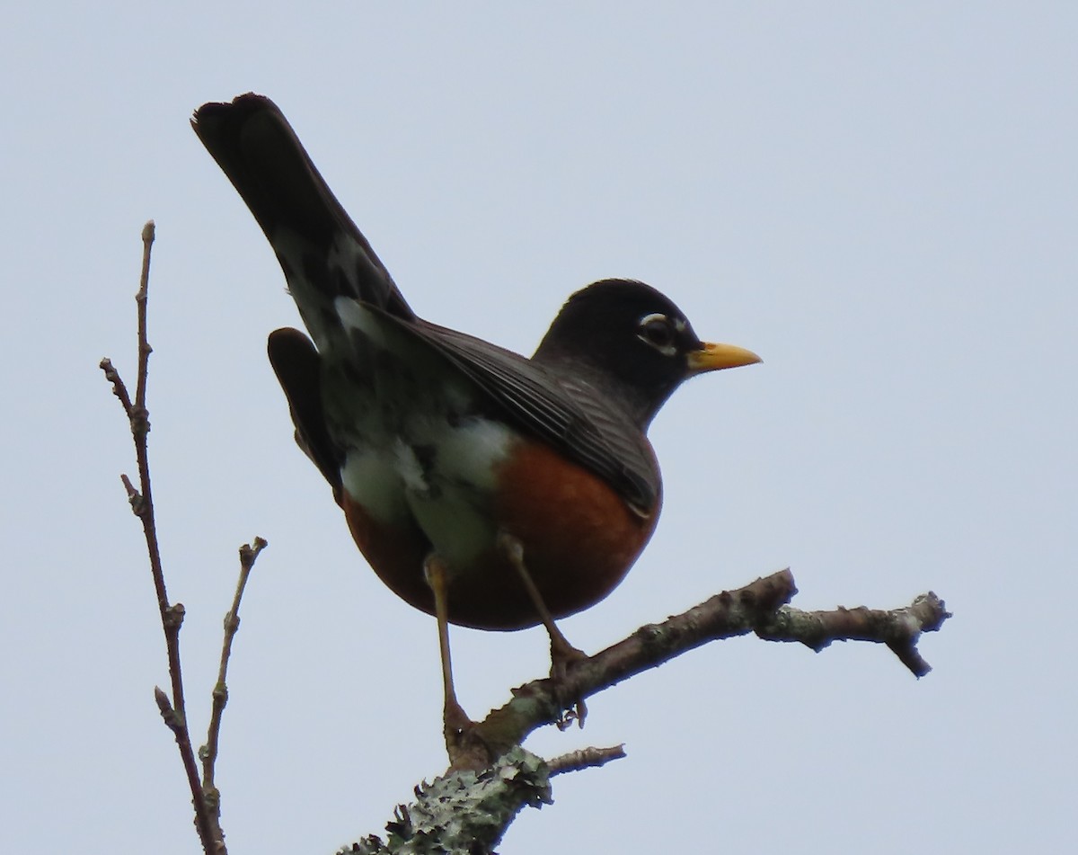 American Robin (migratorius Group) - ML620285999