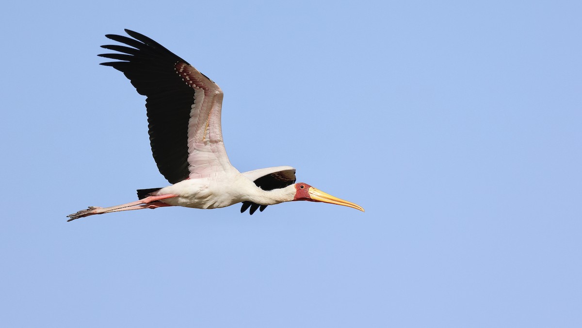 Yellow-billed Stork - ML620286000