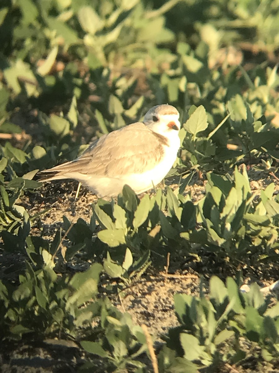 Piping Plover - ML620286003