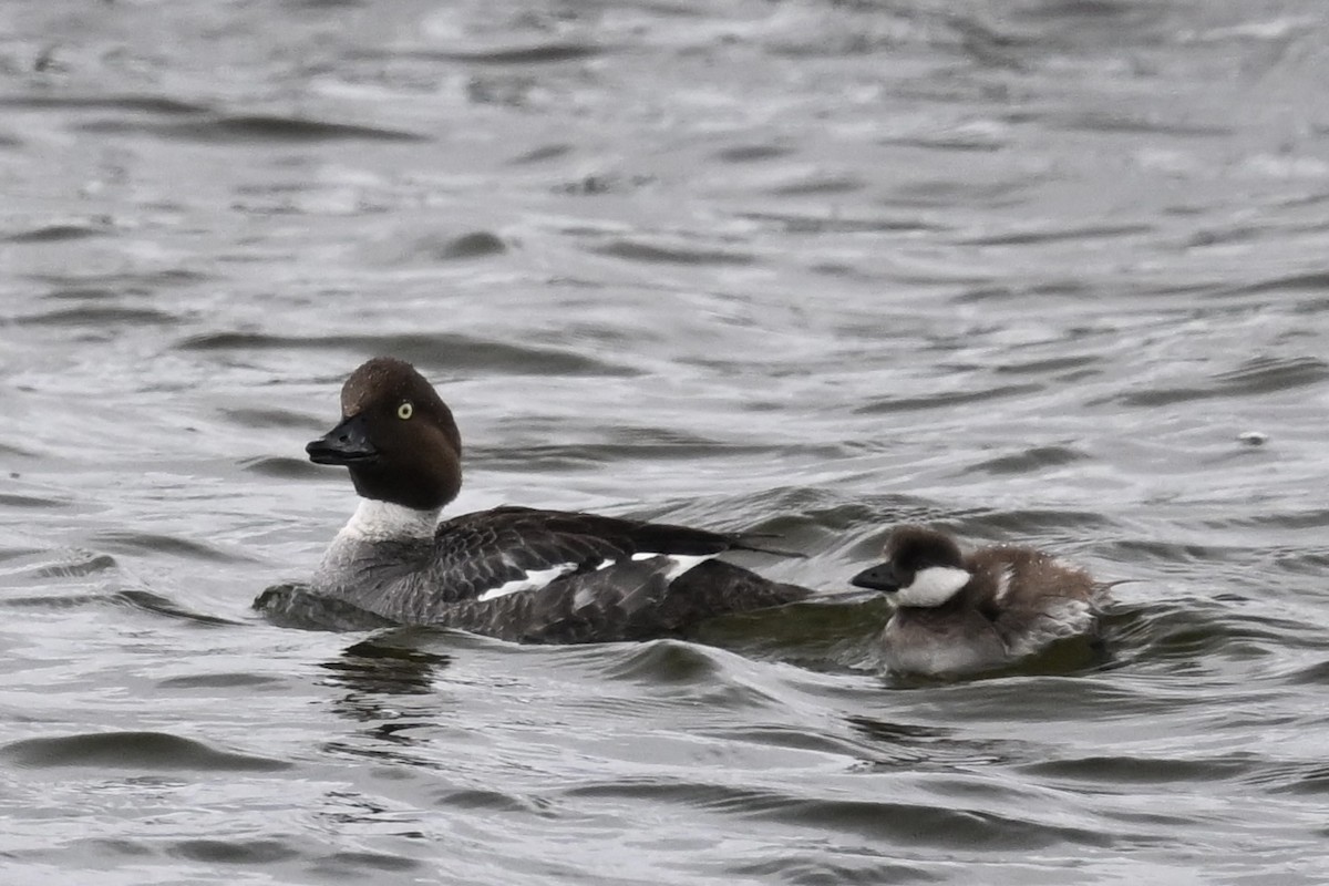 Common Goldeneye - ML620286004