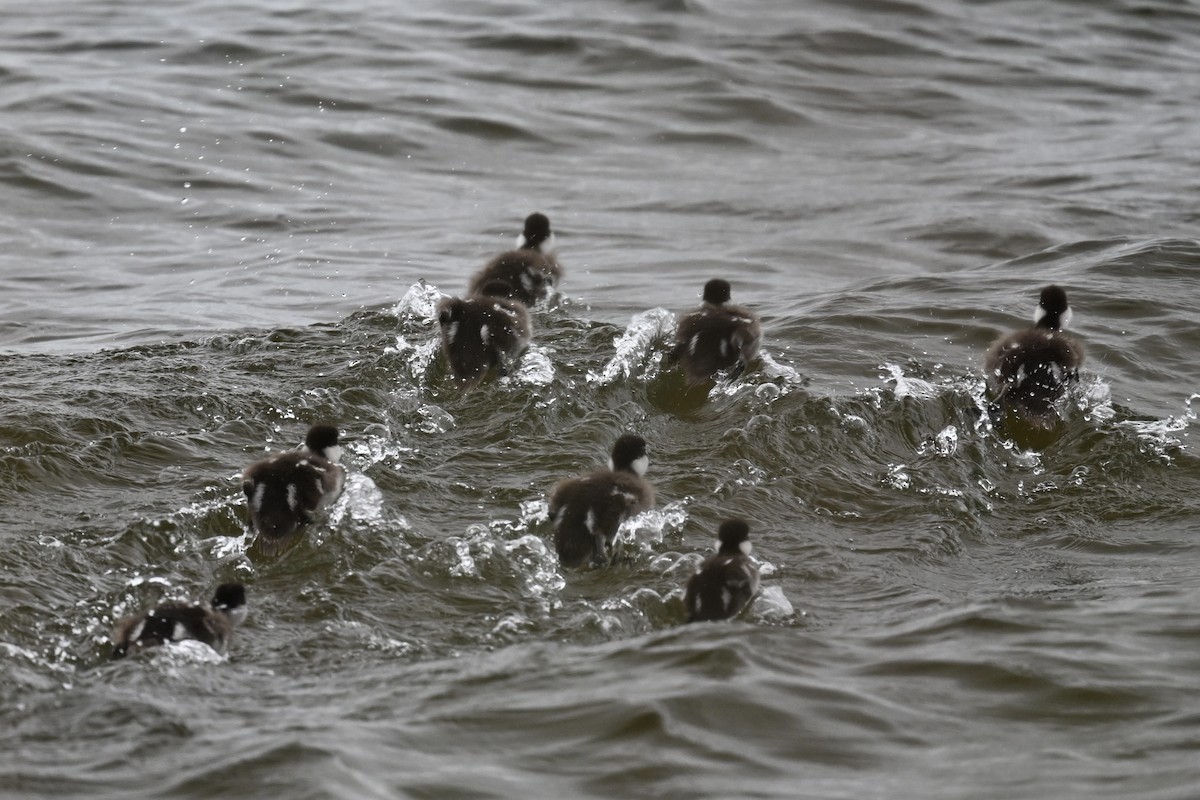 Common Goldeneye - ML620286007