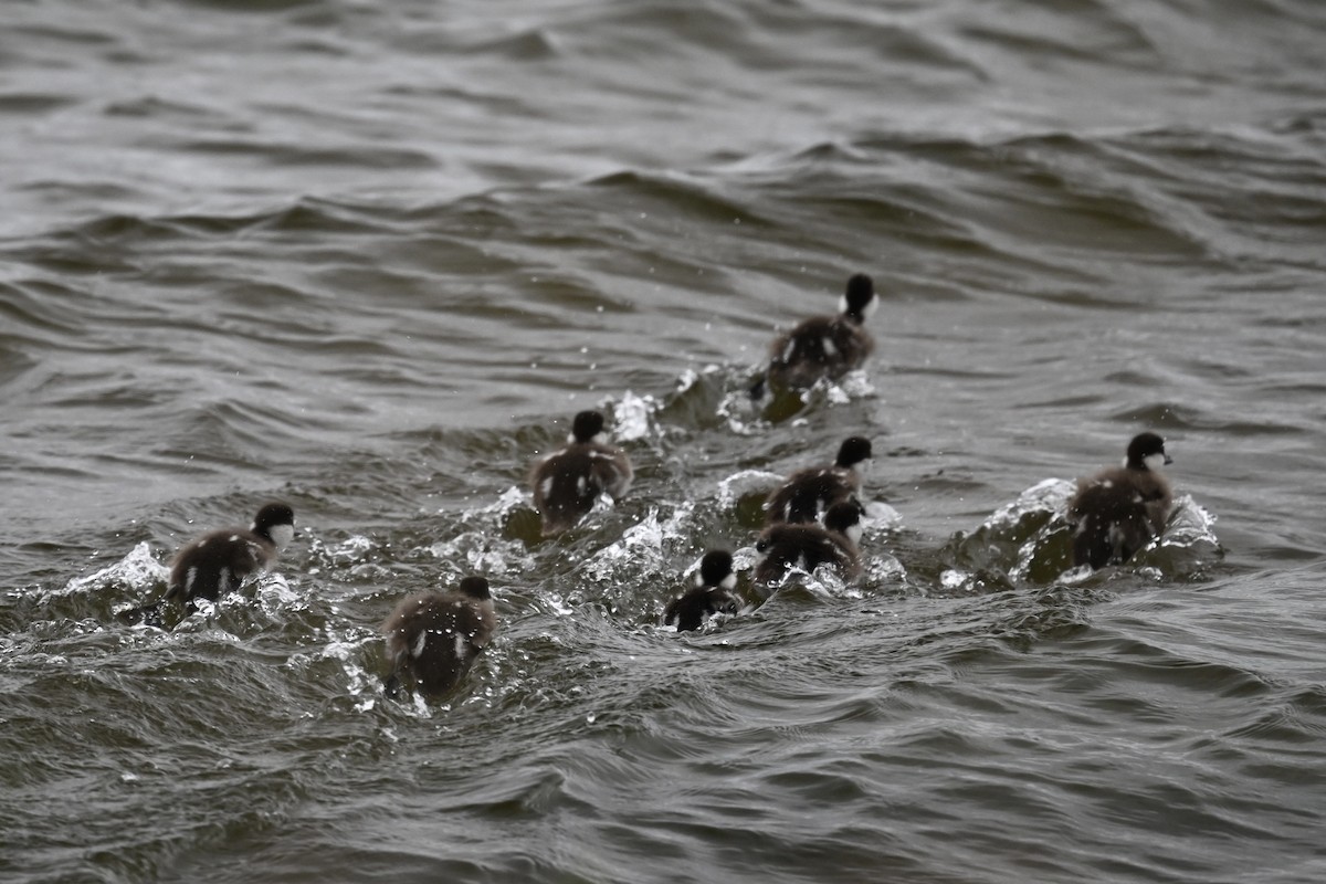 Common Goldeneye - ML620286010