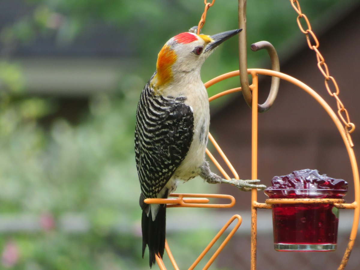 Golden-fronted Woodpecker - ML620286013