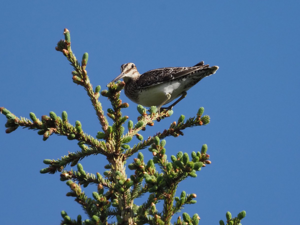 Wilson's Snipe - ML620286014