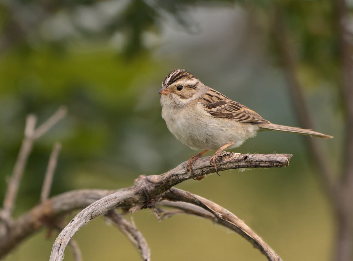 Clay-colored Sparrow - ML620286016