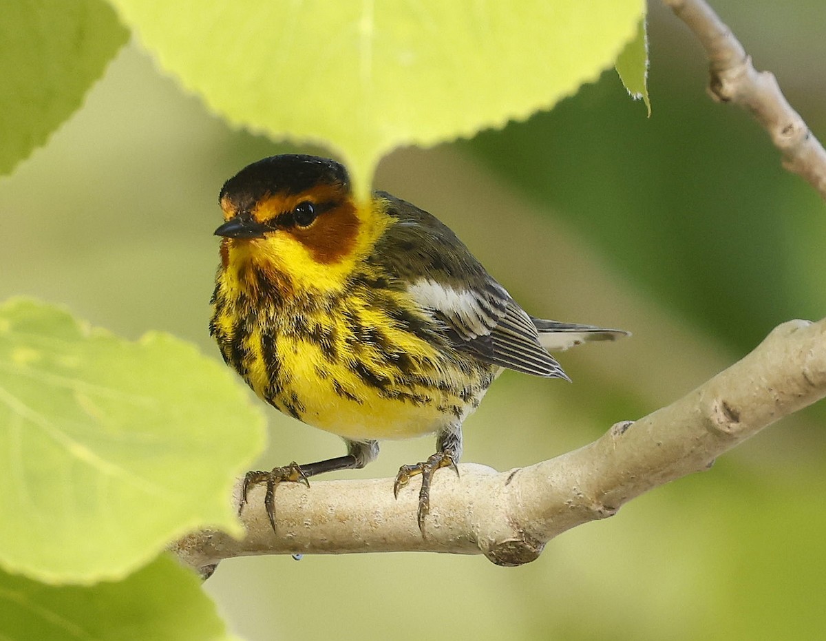 Cape May Warbler - ML620286020