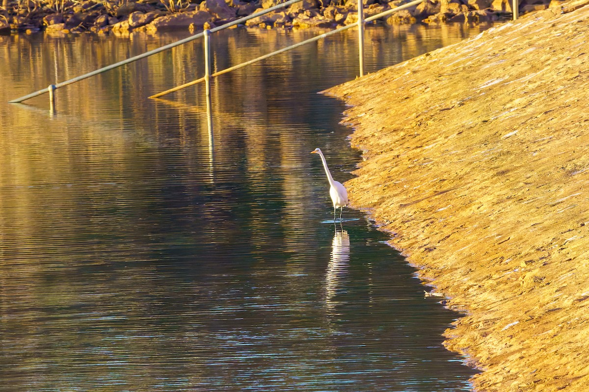 Great Egret - ML620286027