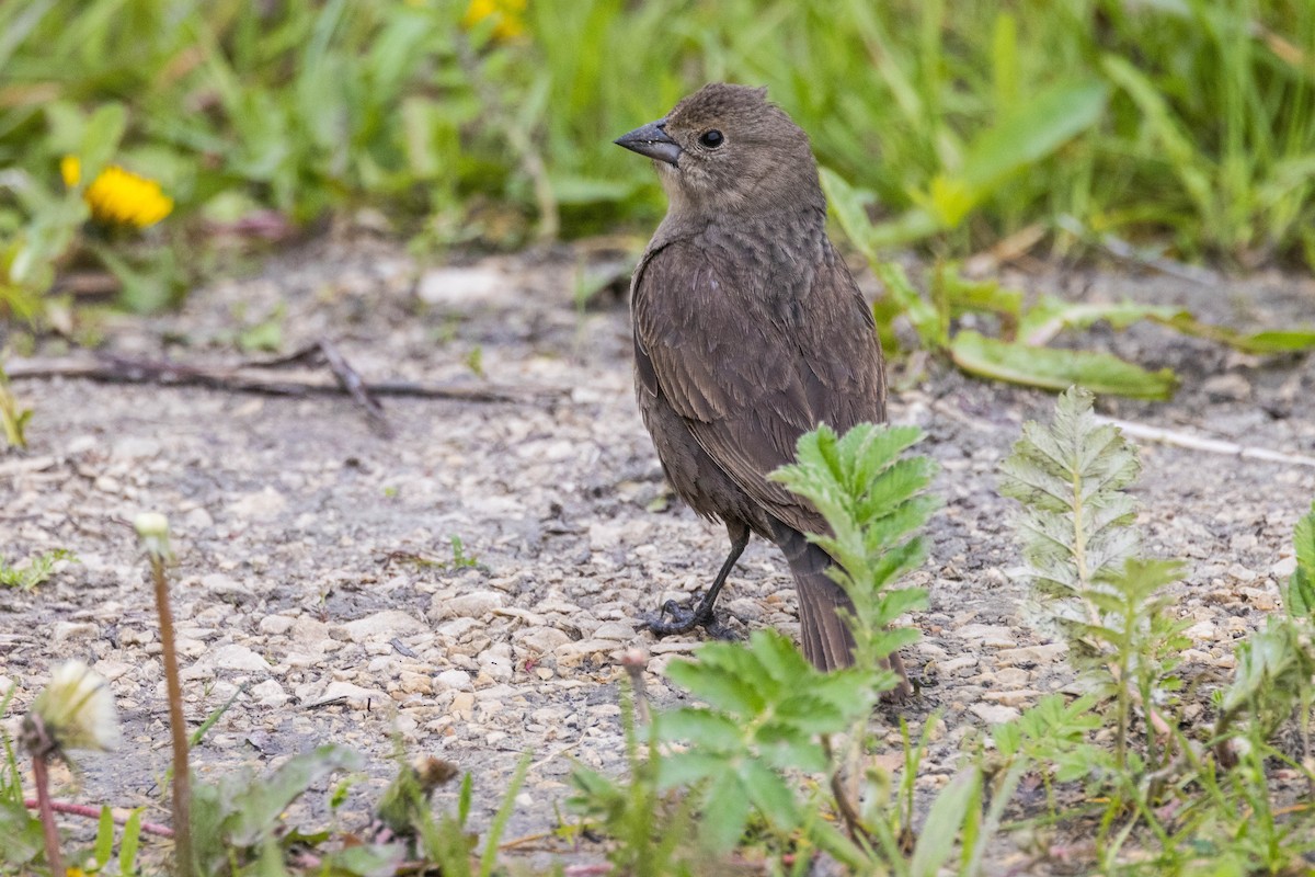 Brown-headed Cowbird - ML620286030