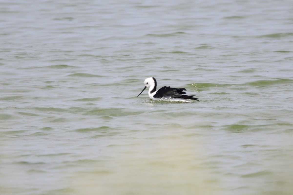 Pied Stilt - ML620286031