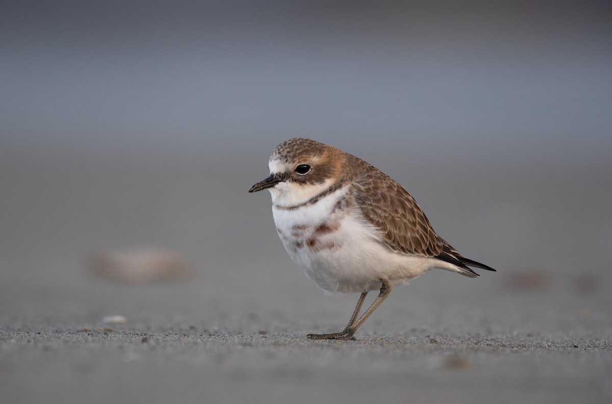 Double-banded Plover - ML620286034